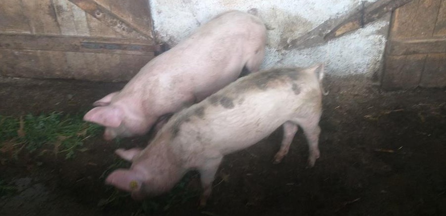 Vand 2 șoldei si un porc