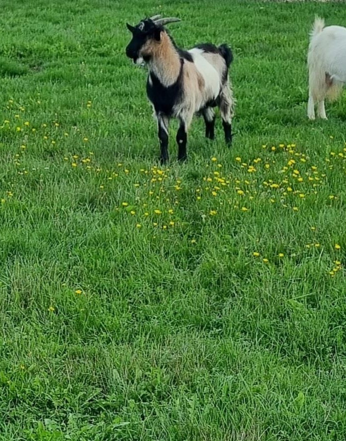 Vând 2 țapi de 6 luni