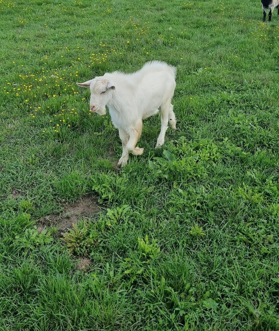 Vând 2 țapi de 6 luni