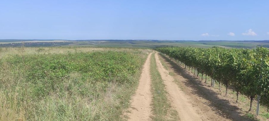 VAND 2,2 hectare teren la Recas in vie