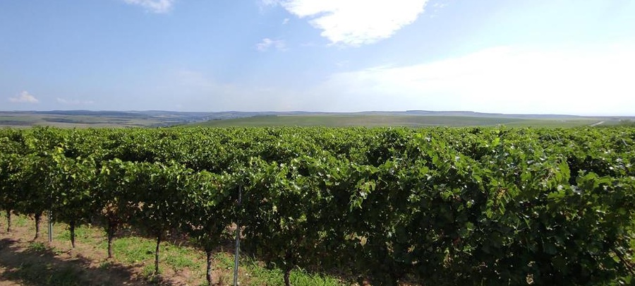 VAND 2,2 hectare teren la Recas in vie
