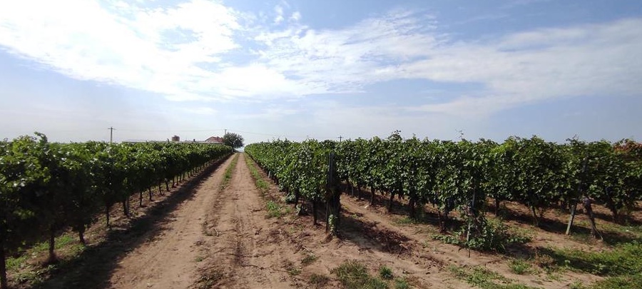 VAND 2,2 hectare teren la Recas in vie