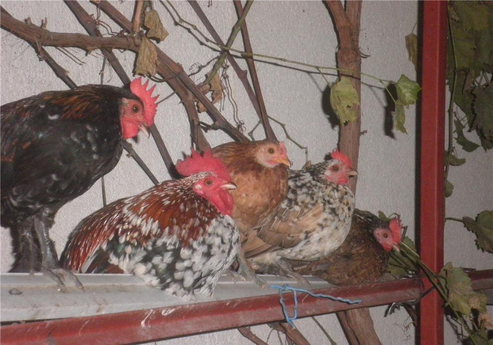 vand 3 gainuse si 3 cocosei americani,150ron/perechea