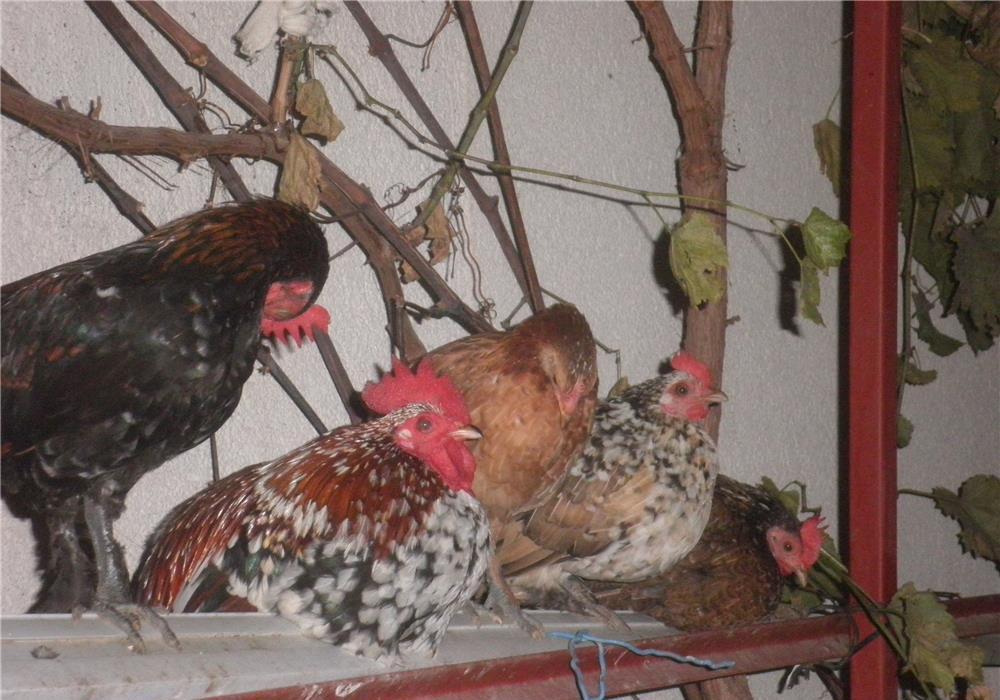 vand 3 gainuse si 3 cocosei americani,150ron/perechea