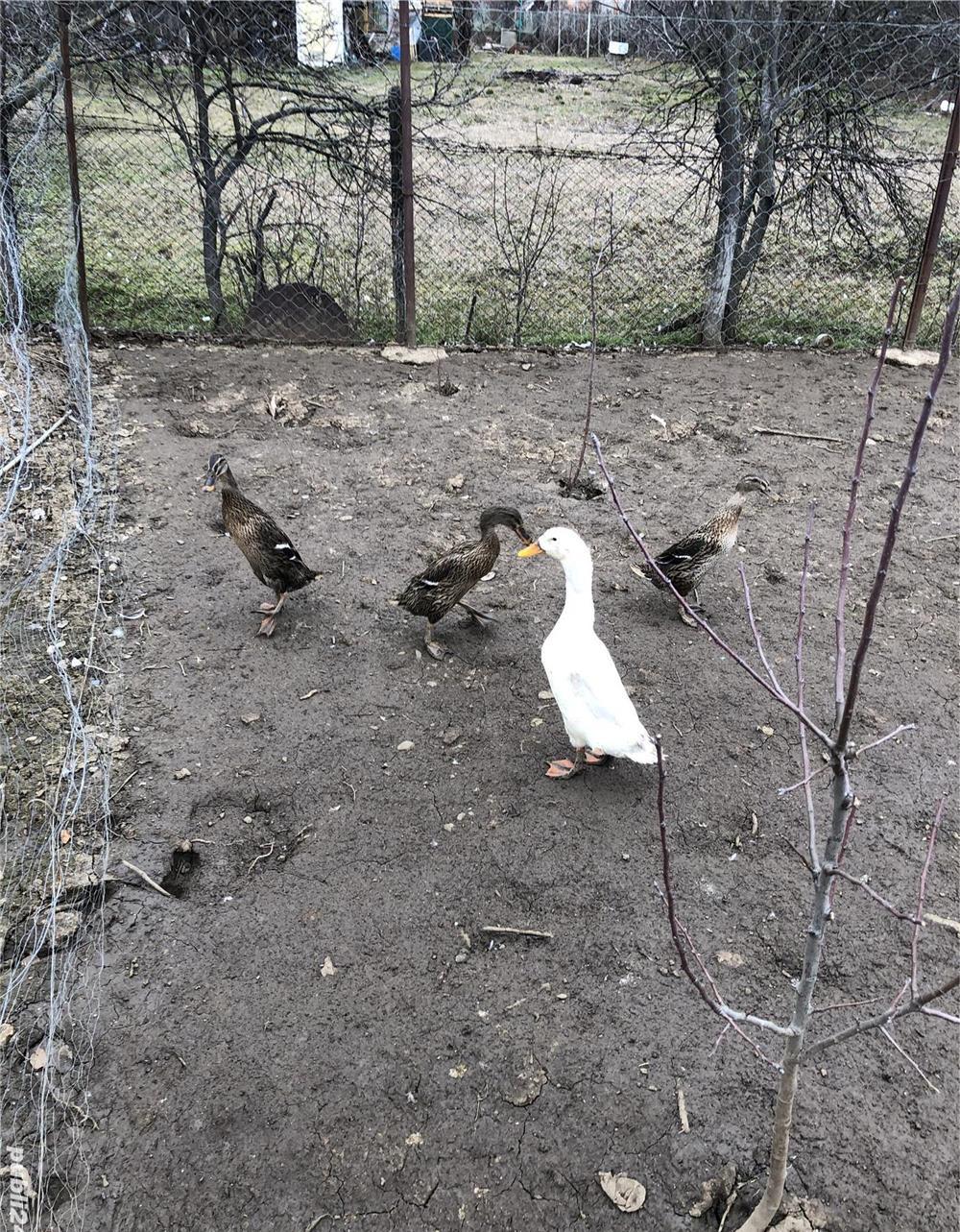 Vând 3 rate și un rățoi alergător