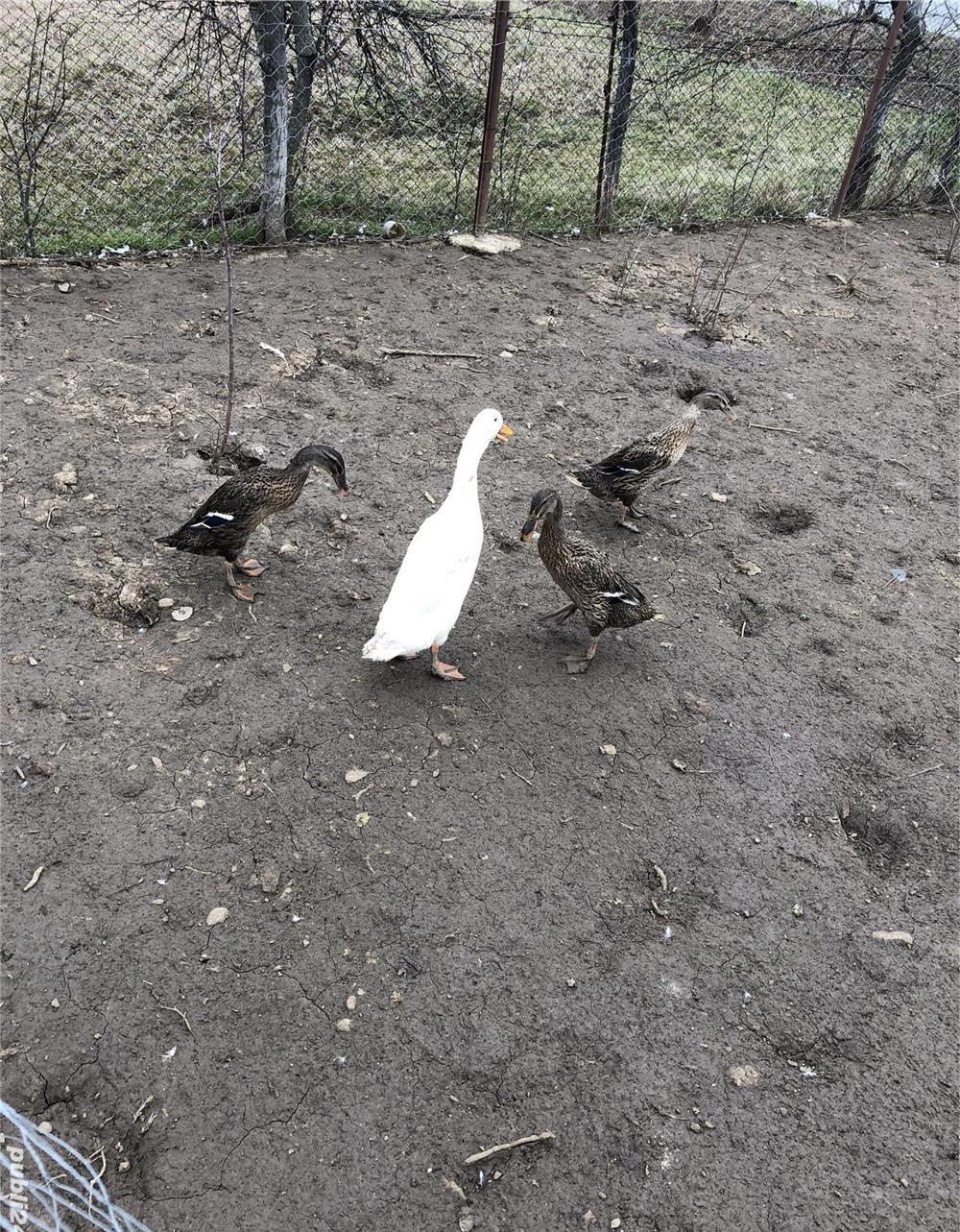 Vând 3 rate și un rățoi alergător