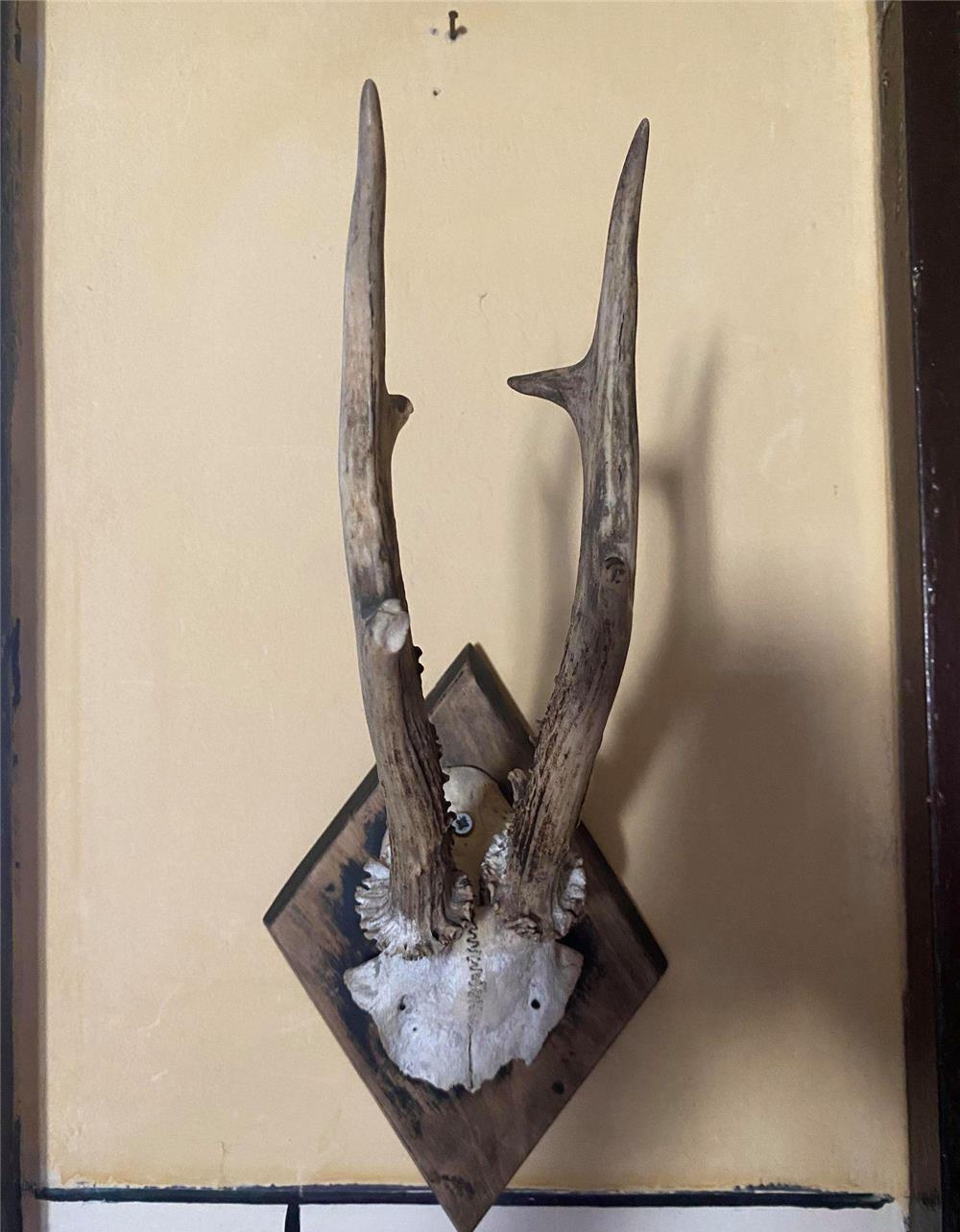 vand 3 trofee de caprior