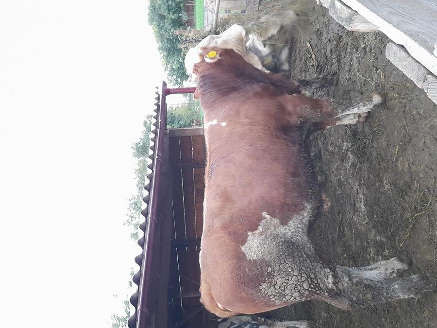 vand 3 vitei 2 belgieni si un baltat intre 250 si 400 kg  bio
