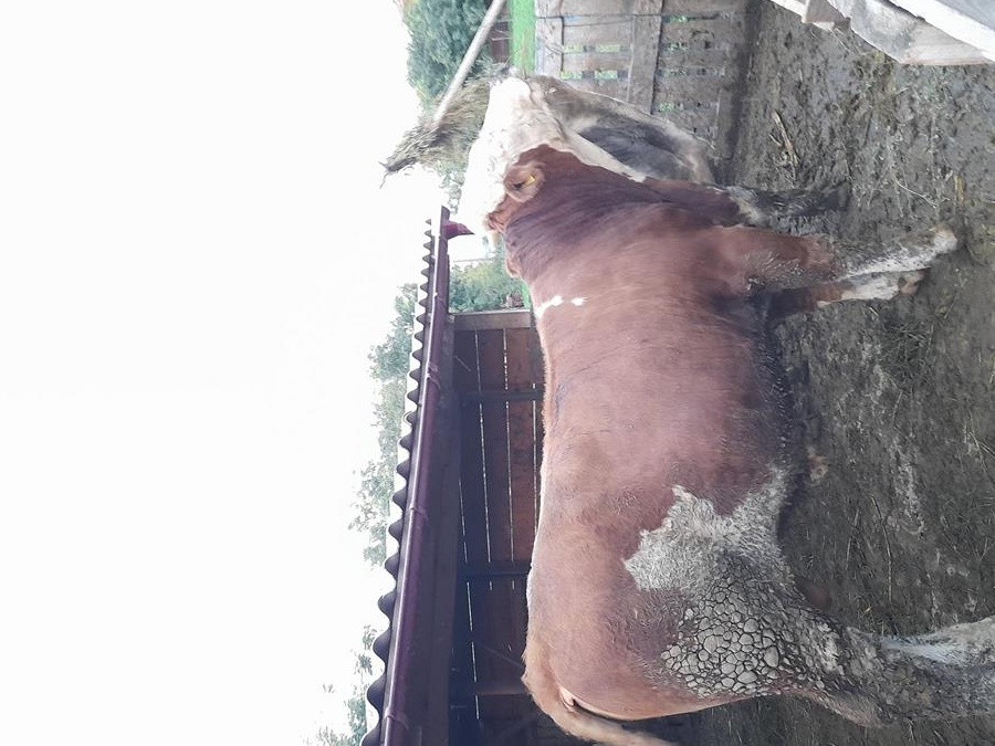 vand 3 vitei 2 belgieni si un baltat intre 250 si 400 kg  bio