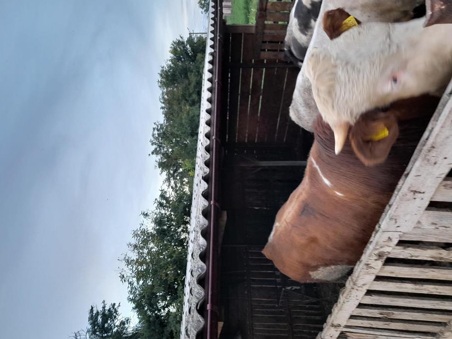 vand 3 vitei 2 belgieni si un baltat intre 250 si 400 kg  bio