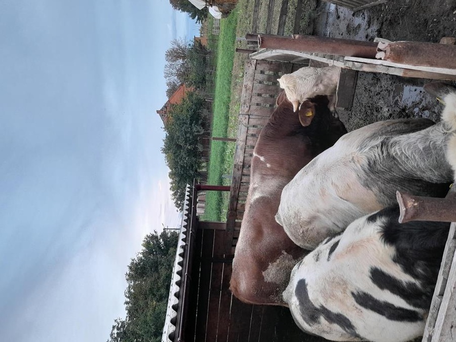 vand 3 vitei 2 belgieni si un baltat intre 250 si 400 kg  bio