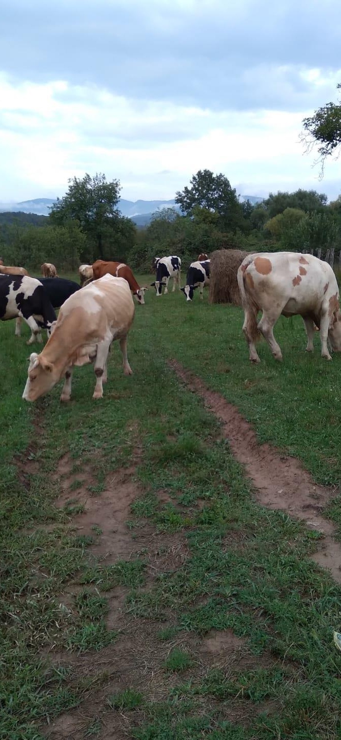 Vand 30 de vaci si juninci, varste de la 1 an la 10 ani.