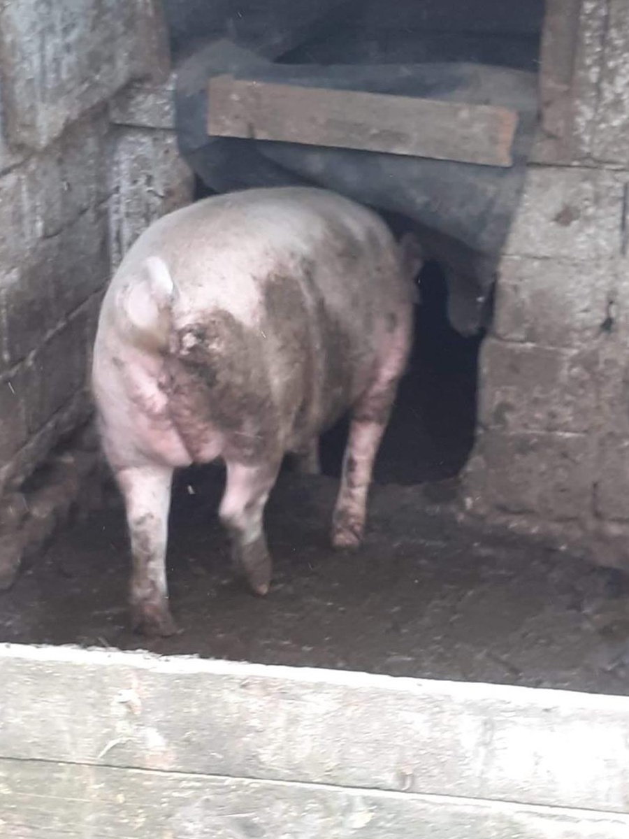 Vând 4 Porci de carne