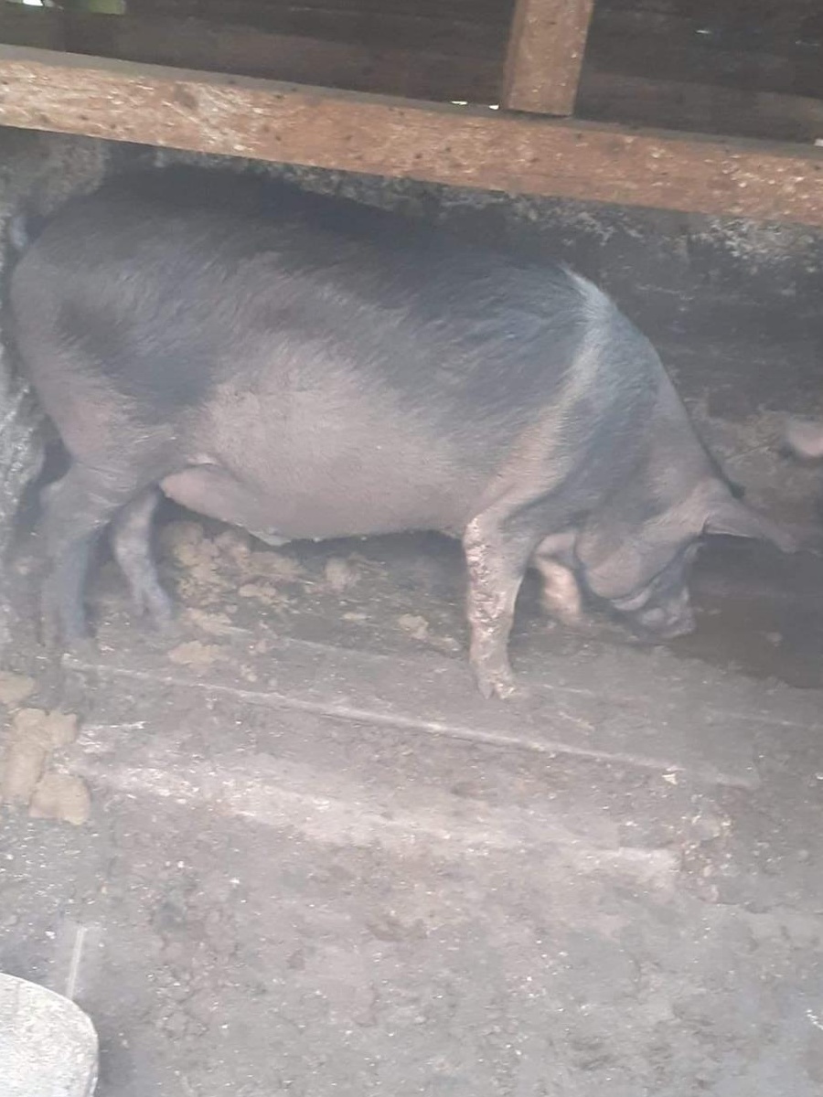 Vând 4 Porci de carne