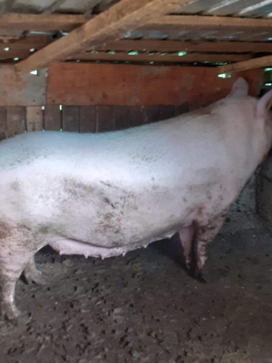 Vând 4 Porci de carne