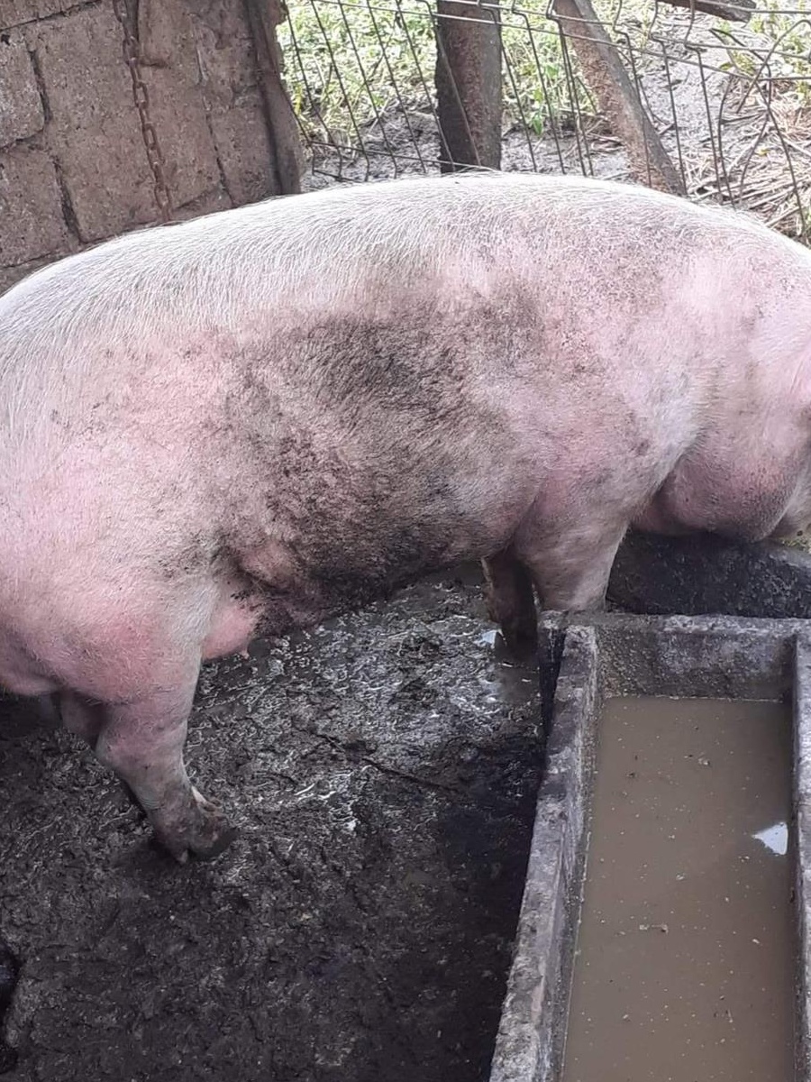 Vând 4 Porci de carne