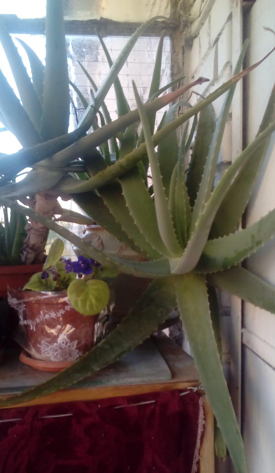 VAND ALOE