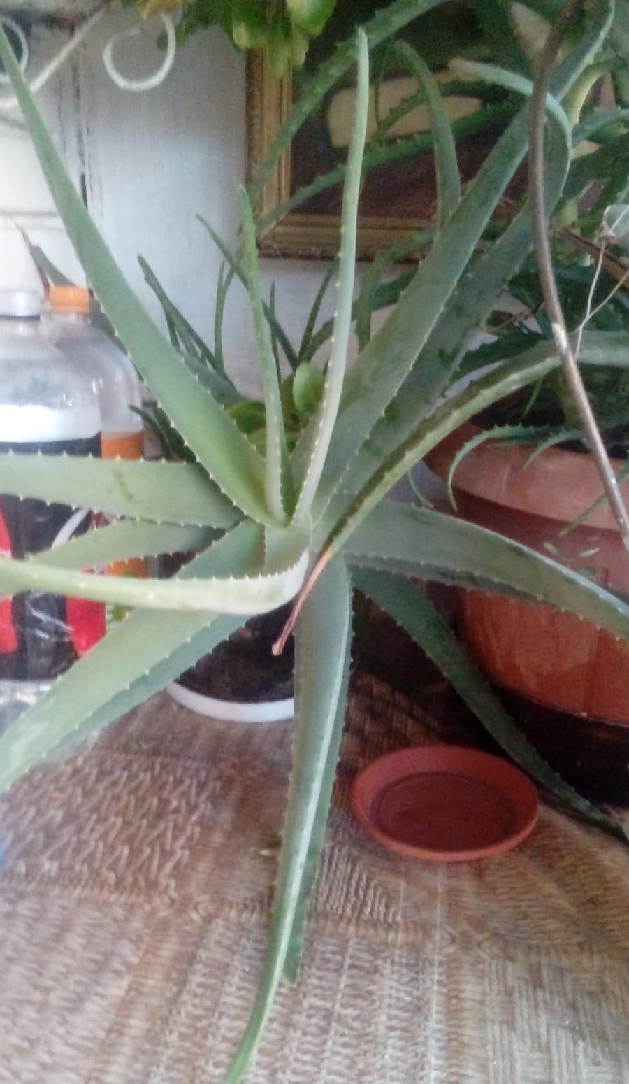 VAND ALOE