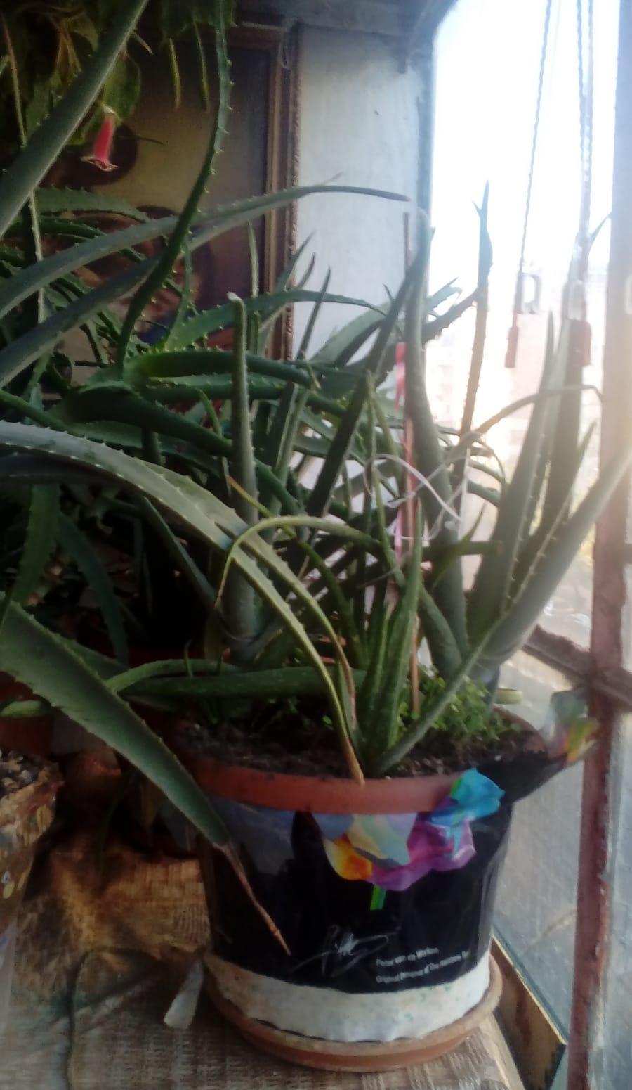 VAND ALOE