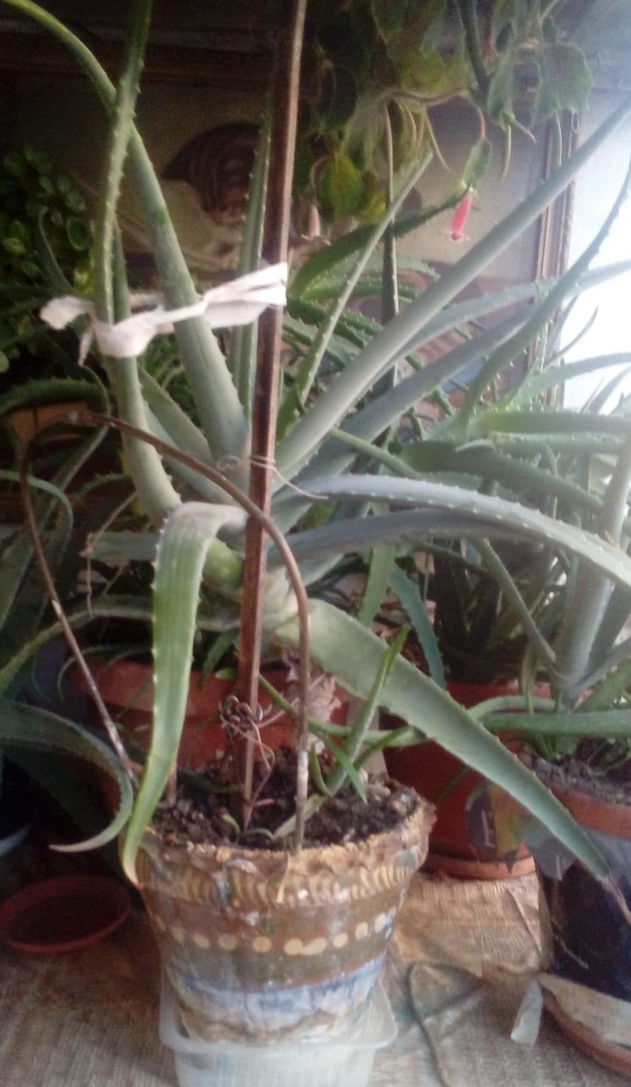 VAND ALOE