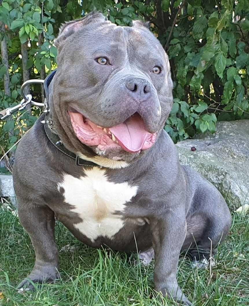 vand american bully