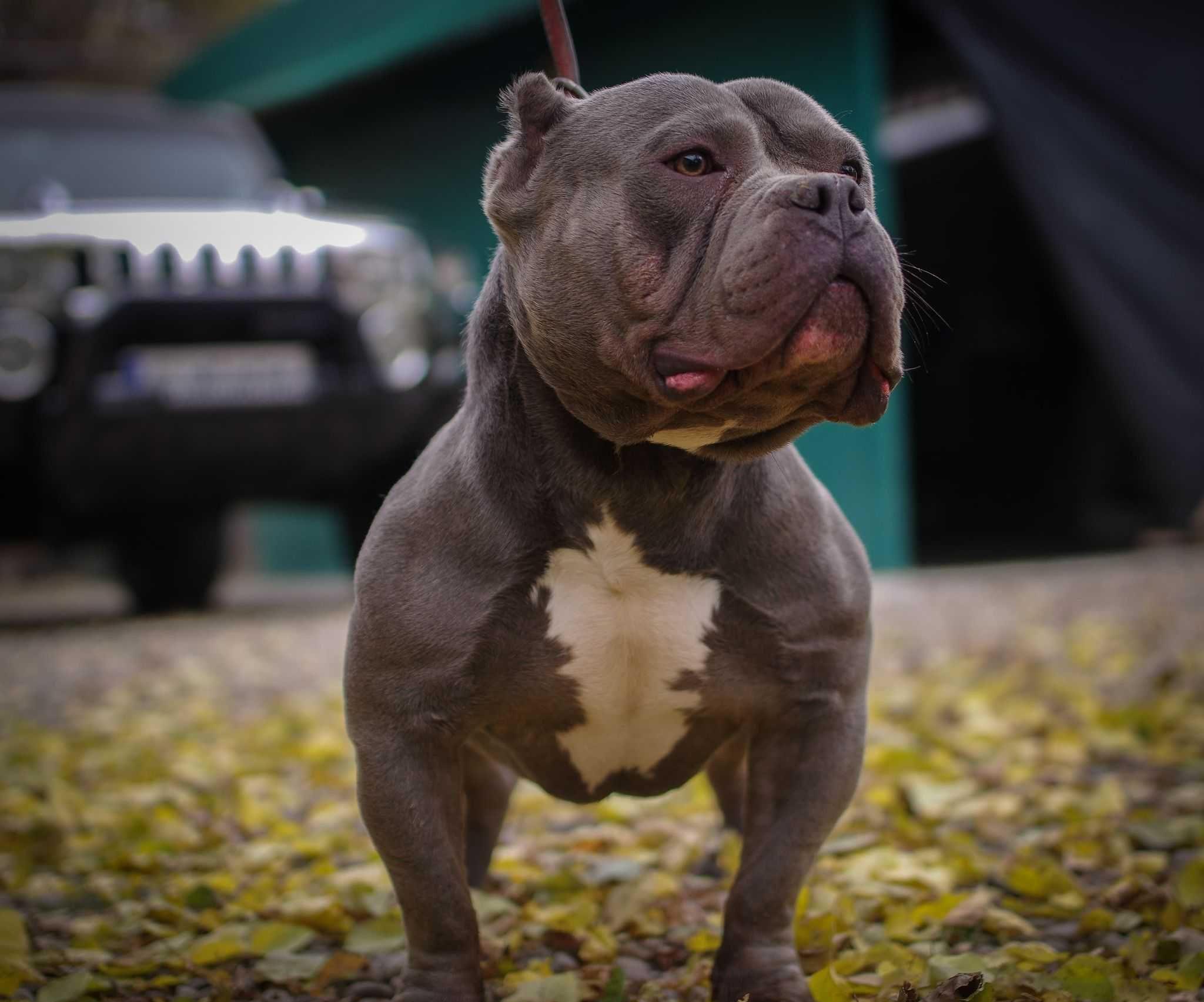 vand american bully