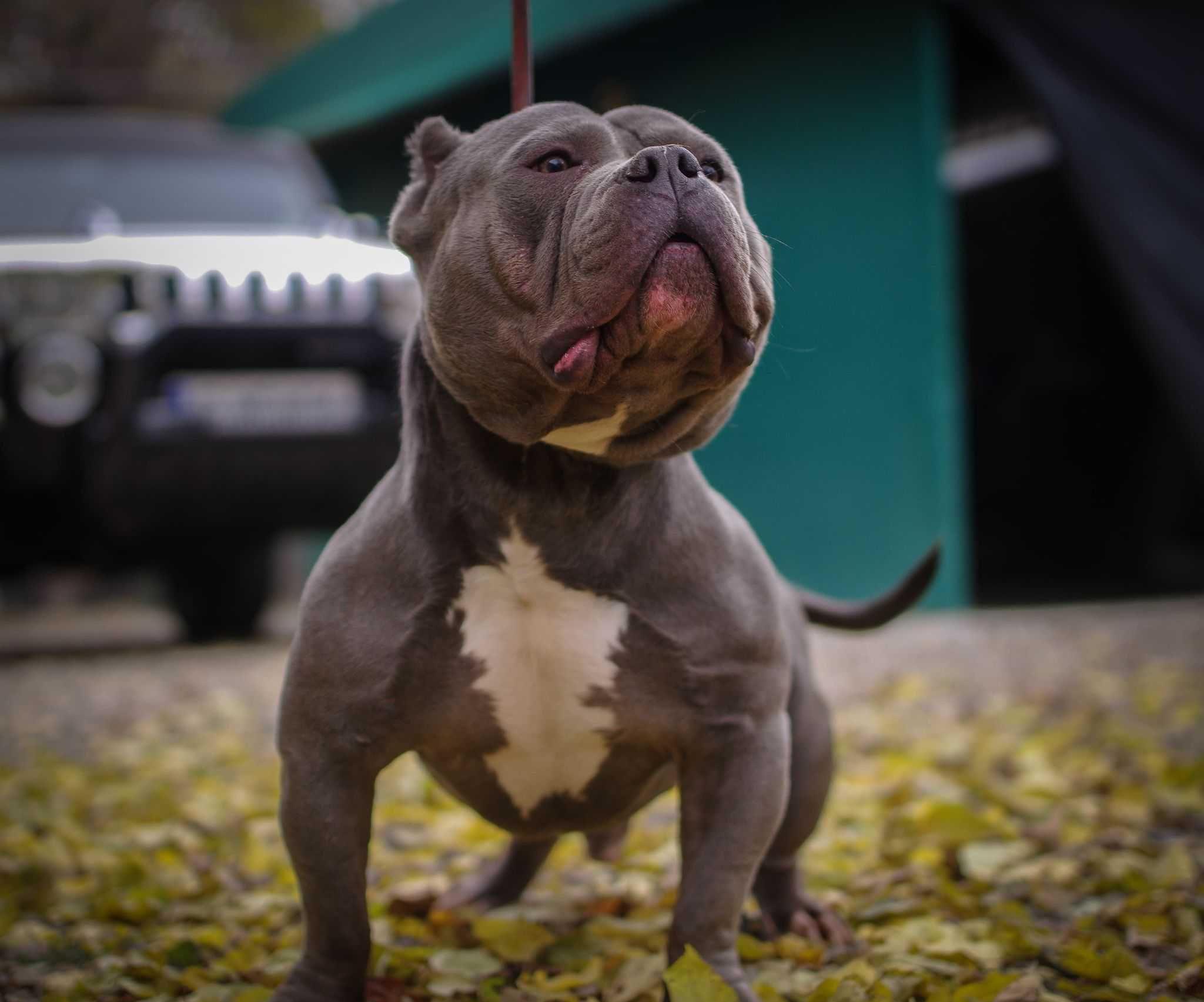 vand american bully