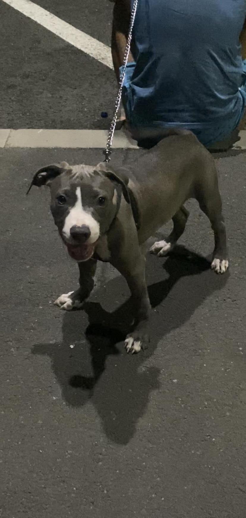 Vand amstaff cu pedigree