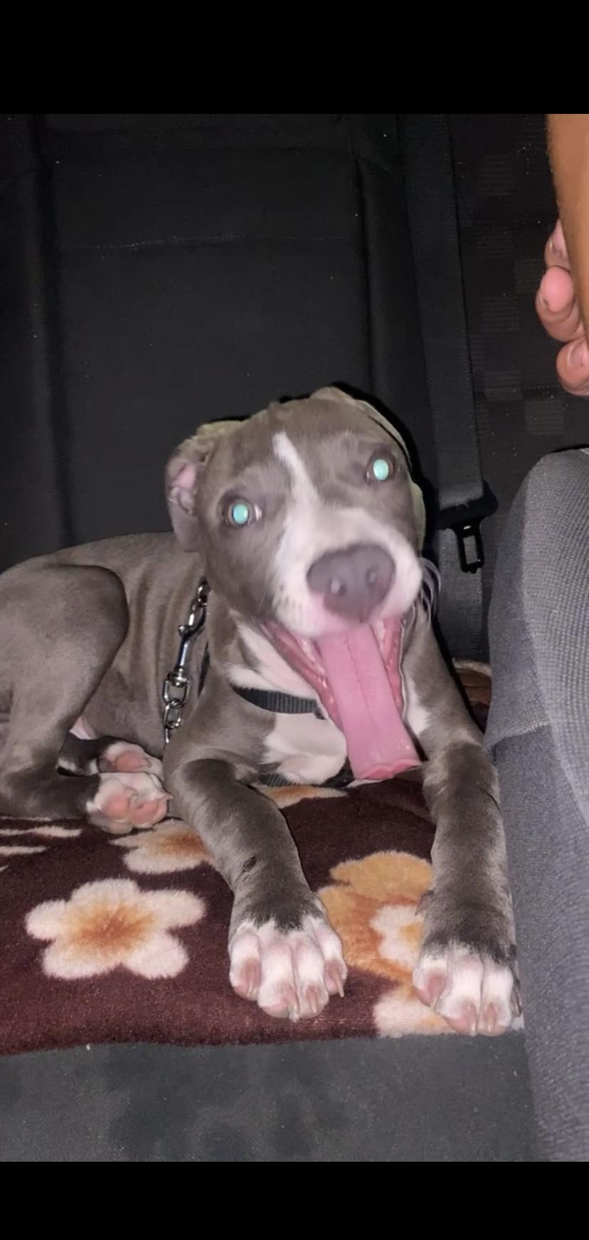 Vand amstaff cu pedigree