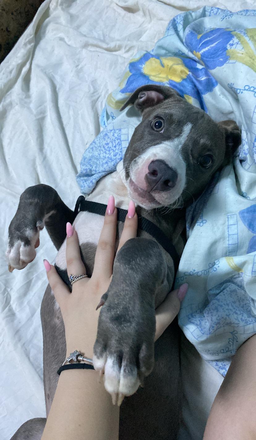 Vand amstaff cu pedigree