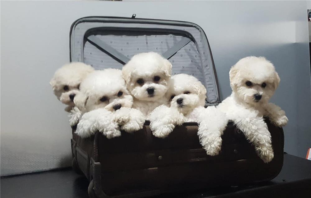Vand Bichon Frise cu Pedigree, microcip ,pasaport