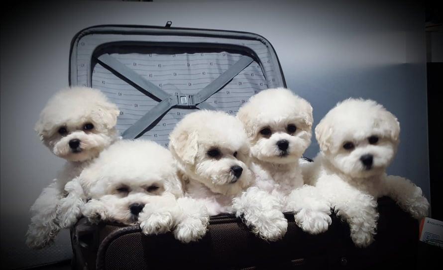 Vand Bichon Frise cu Pedigree, microcip ,pasaport