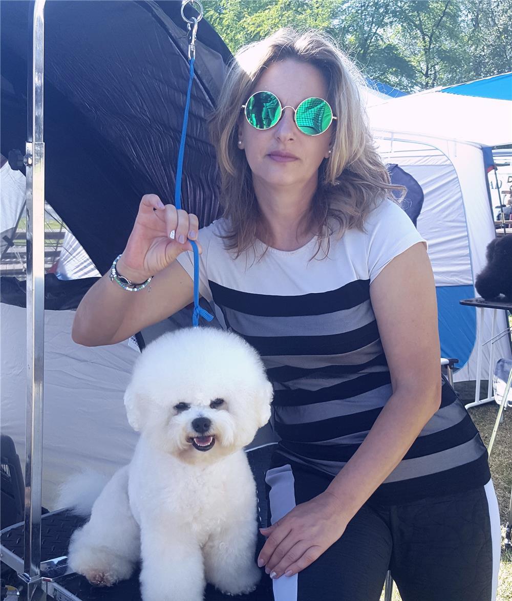 Vand Bichon Frise cu Pedigree, microcip ,pasaport