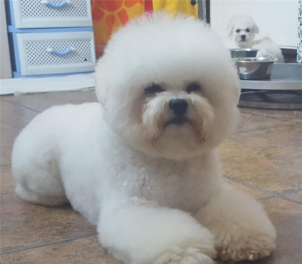 Vand Bichon Frise cu Pedigree, microcip ,pasaport