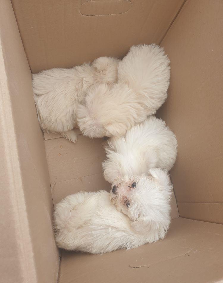 vand bichon maltez miny toy