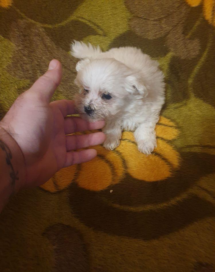 vand bichon maltez miny toy