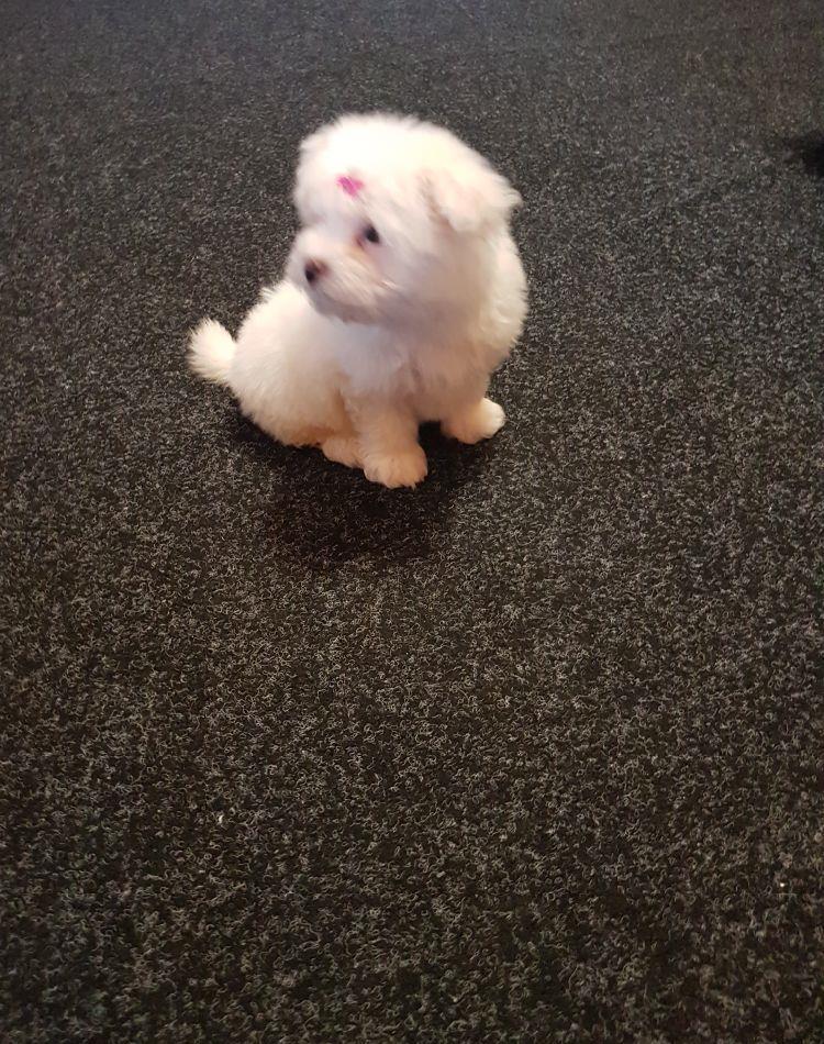vand bichon maltez miny toy