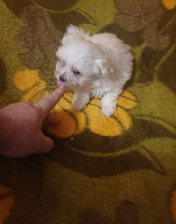 vand bichon maltez miny toy