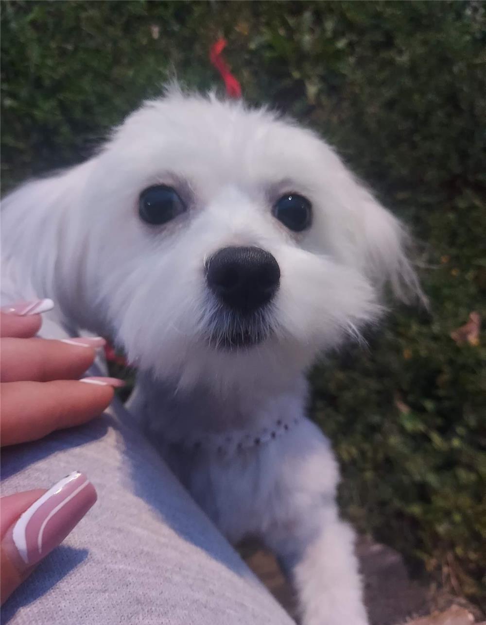 Vand bichon mini toy maltez !
