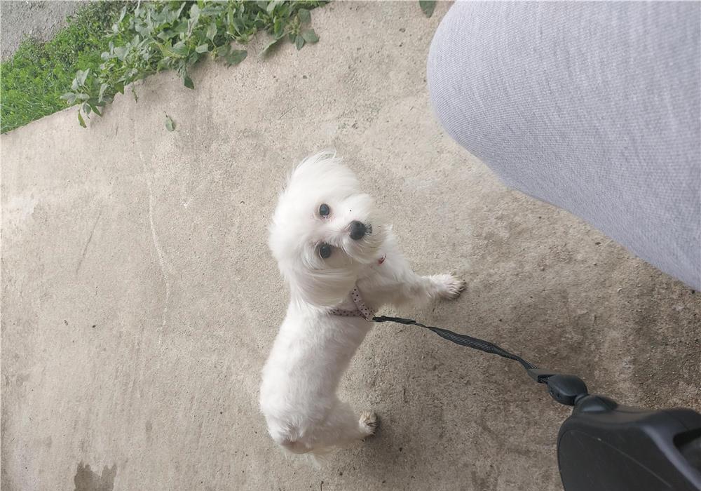 Vand bichon mini toy maltez !
