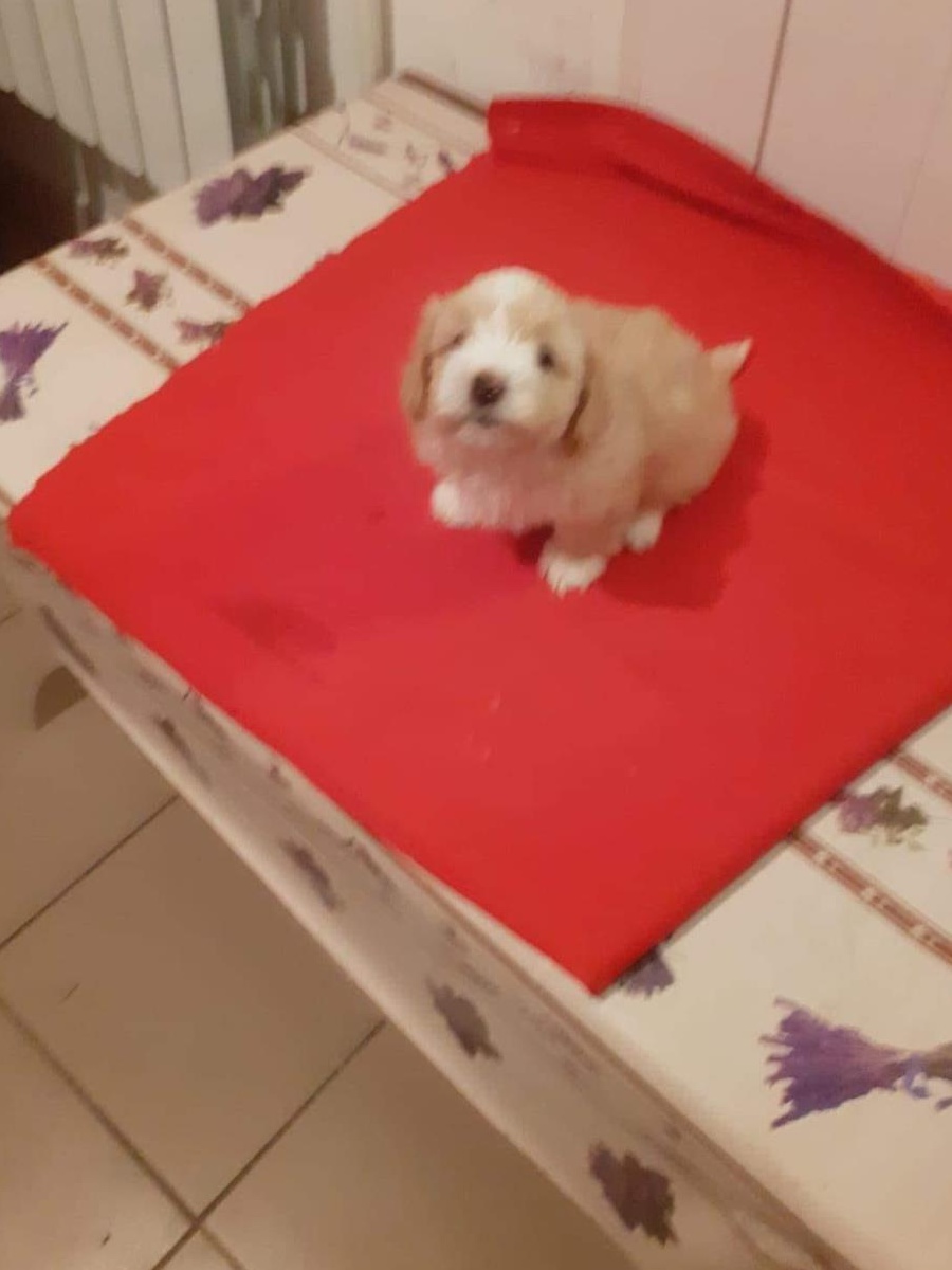 Vând Bichon rasa pura