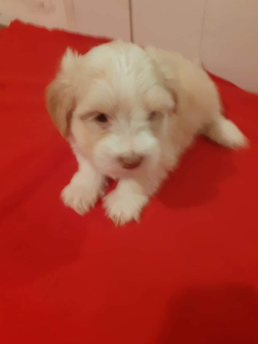 Vând Bichon rasa pura