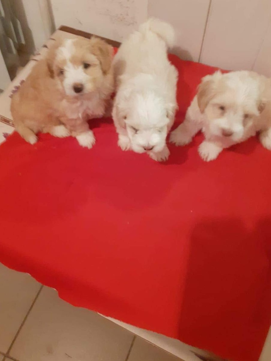 Vând Bichon rasa pura