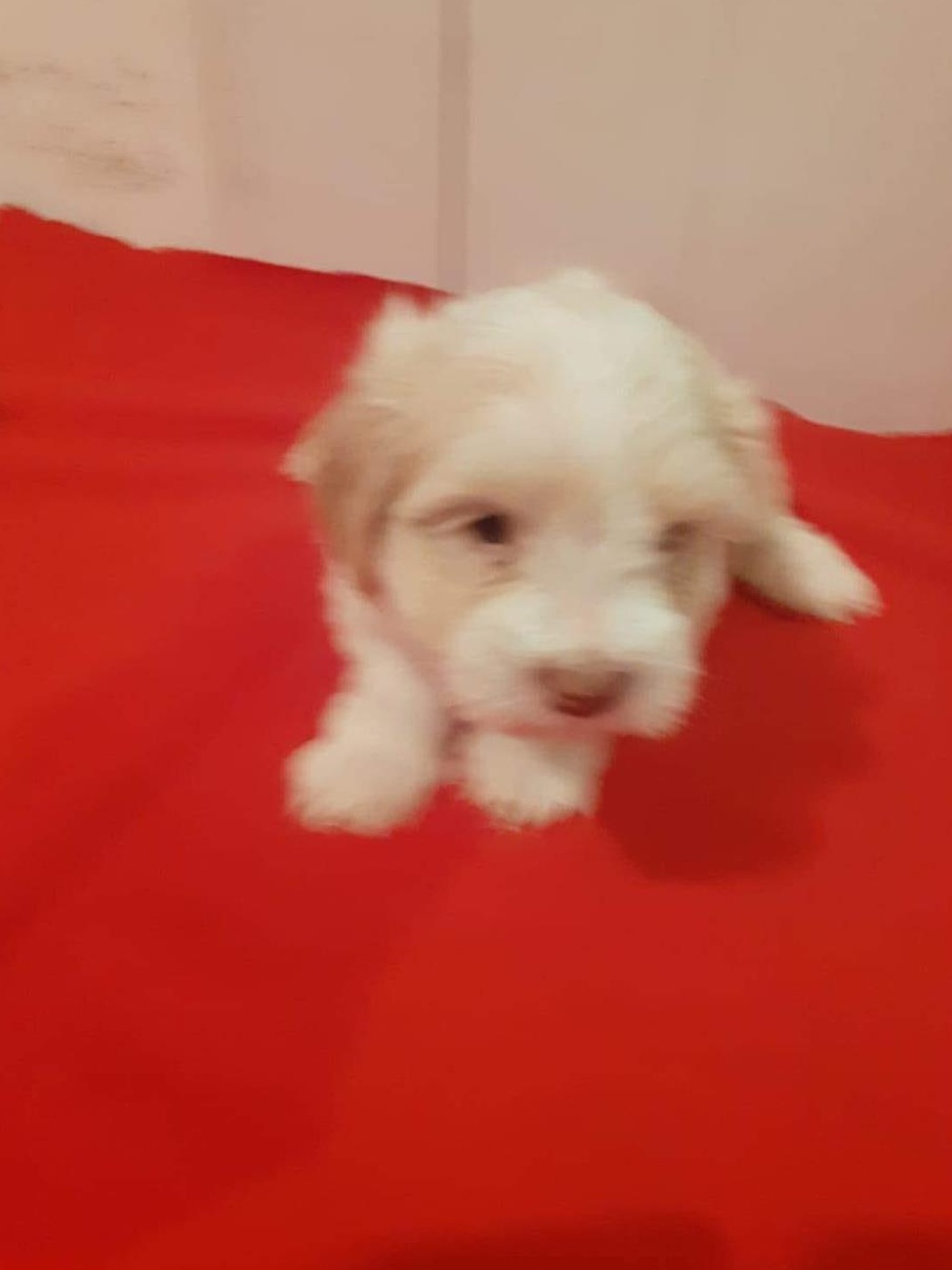 Vând Bichon rasa pura