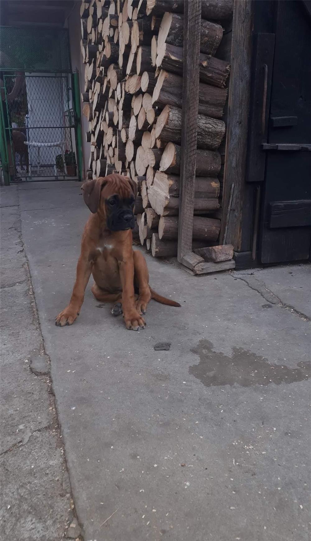 Vand boxer