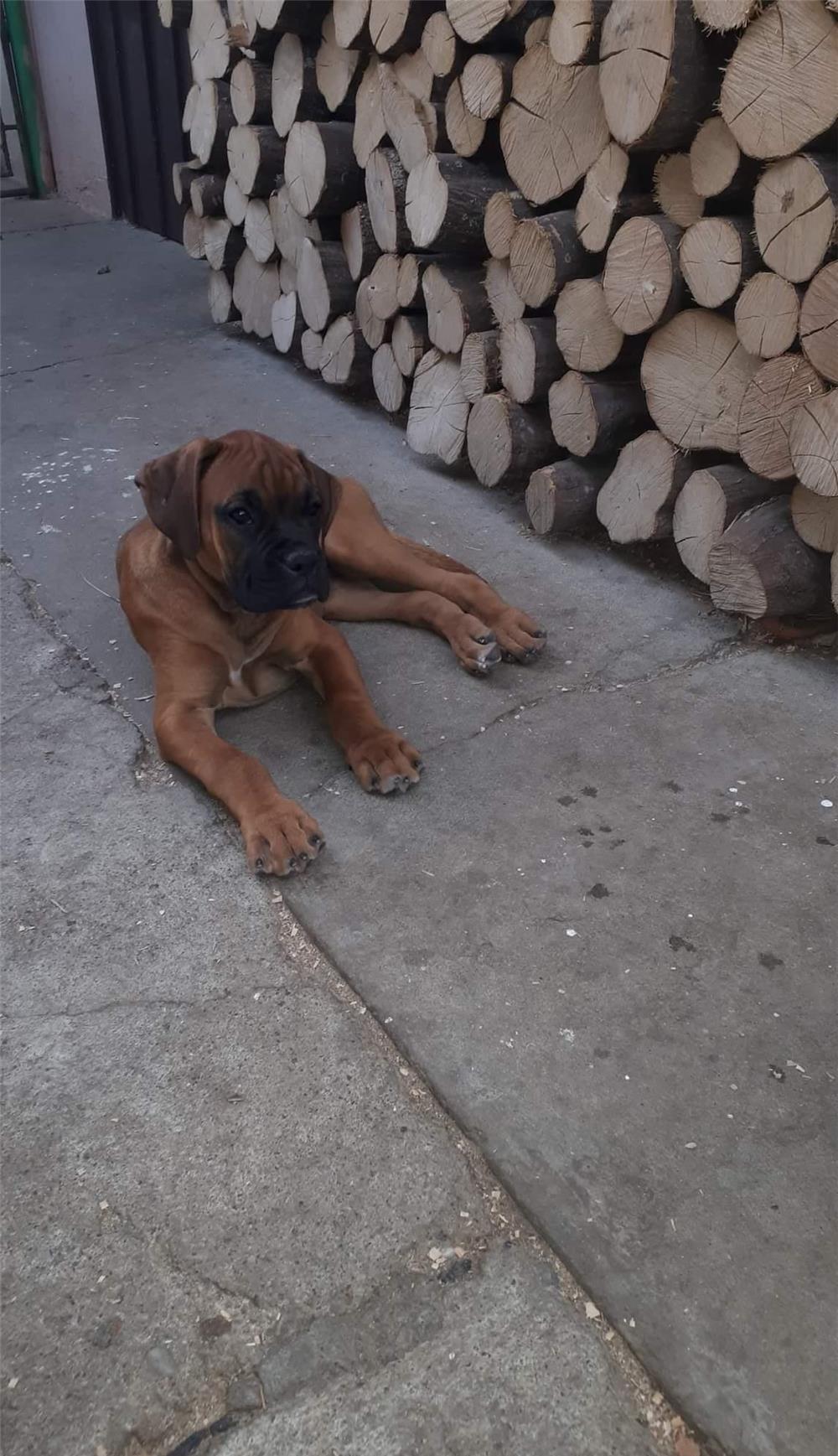 Vand boxer