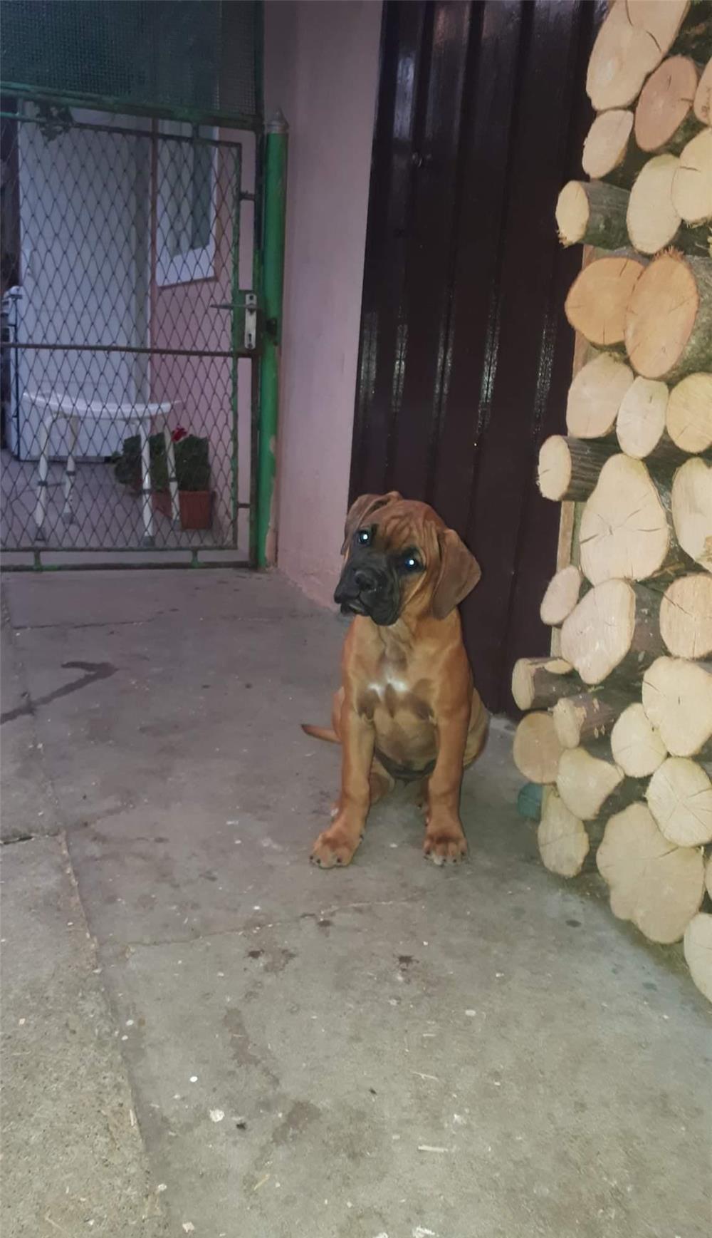 Vand boxer