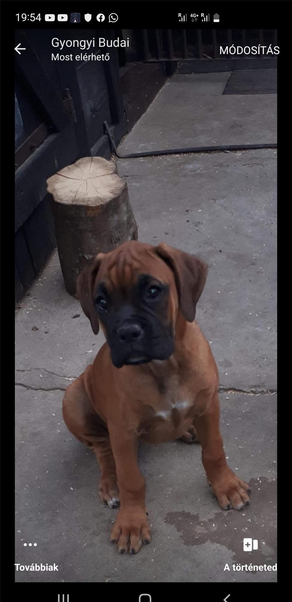 Vand boxer