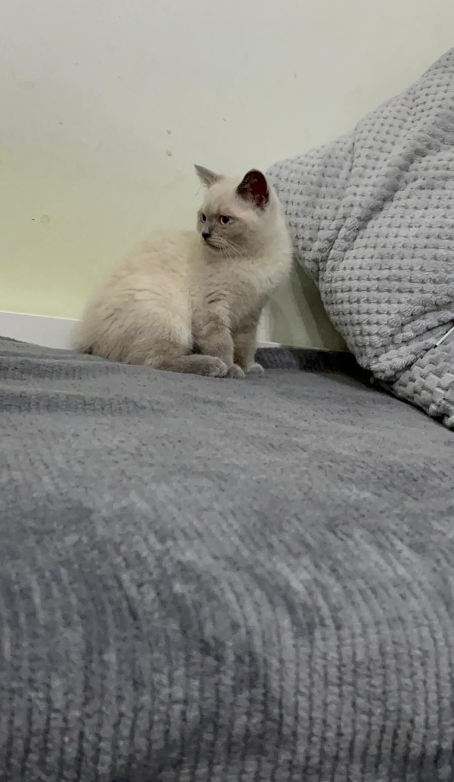 Vând British Shorthair