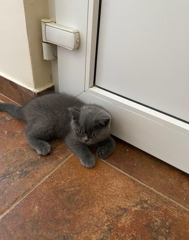 Vând British Shorthair